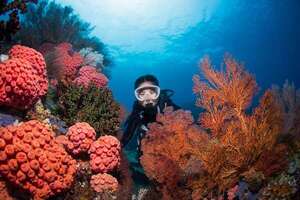 Descubrí la biodiversidad impresionante de Raja Ampat: un paraíso para buceadores - Viajes - ABC Color