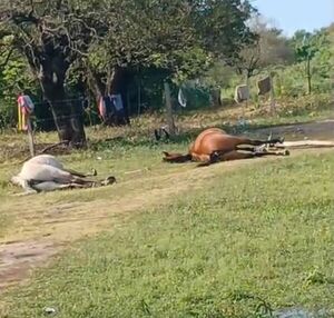 Cable suelto electrocuta a dos caballos en barrio Chaco'í - Concepción al Día