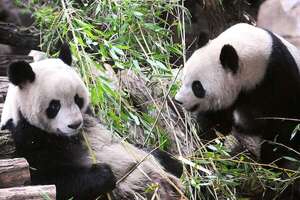 Regreso anticipado de pandas a China: Huan Huan enfrenta problemas renales - Ciencia - ABC Color