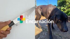 Indignación en Encarnación: vecino acusado de sup. apuñalar a un perro en San Isidro