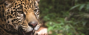 Llega el Biofestival 2025 en Bahía Negra