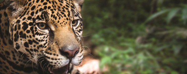 Llega el Biofestival 2025 en Bahía Negra