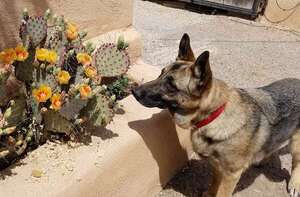 ¿Son seguros los cactus para tus perros?  - Mascotas - ABC Color