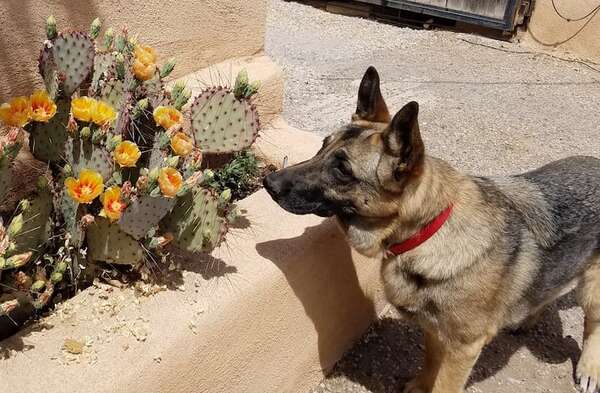 ¿Son seguros los cactus para tus perros?  - Mascotas - ABC Color