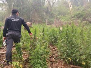 Marihuana: el tercer "rubro agrícola" con mayor movimiento económico en nuestro país