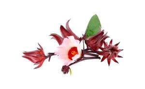 Rosella y bienestar: ¿realmente puede ayudar con la presión arterial? - Estilo de vida - ABC Color