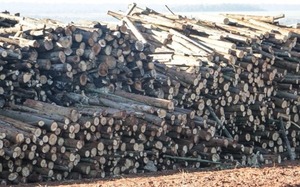 Exportación de madera aserrada aumenta 76% mediante impulso de plantaciones forestales - ADN Digital