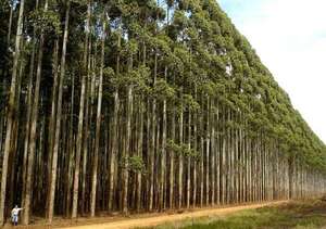 Reformas impulsan al sector forestal y atraen inversiones, según Infona - ABC Rural - ABC Color