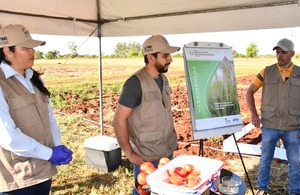 Nuevas variedades de tomate y morrón consolidan la horticultura paraguaya