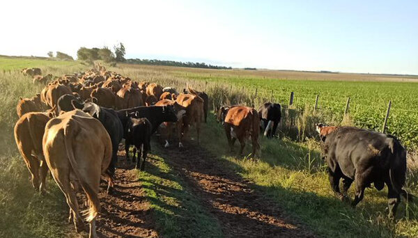 Integración agrícola ganadera: un modelo “necesario” para reducir dependencia y asegurar sostenibilidad