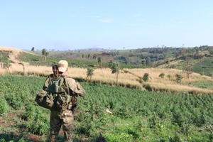 Nueva Alianza 52: 589 toneladas de marihuana destruidas en seis días de la operación - ADN Digital