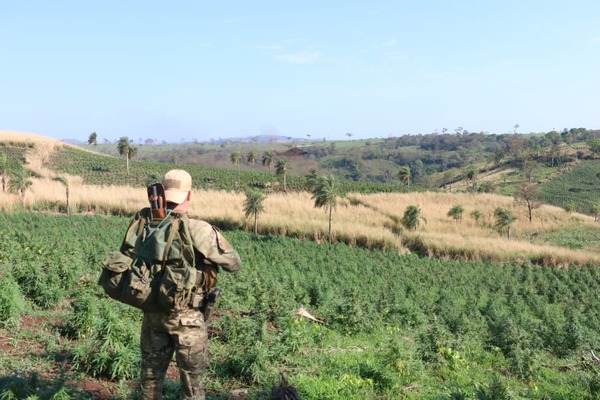 Nueva Alianza 52: 589 toneladas de marihuana destruidas en seis días de la operación - ADN Digital