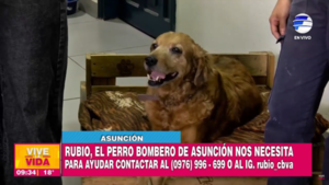 Bomberos de la Estación Viaducto piden ayuda para "Rubio", su perro guardia