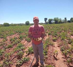 Gral. Caballero: Productores esperan precio justo para cosechar papa - Nacionales - ABC Color