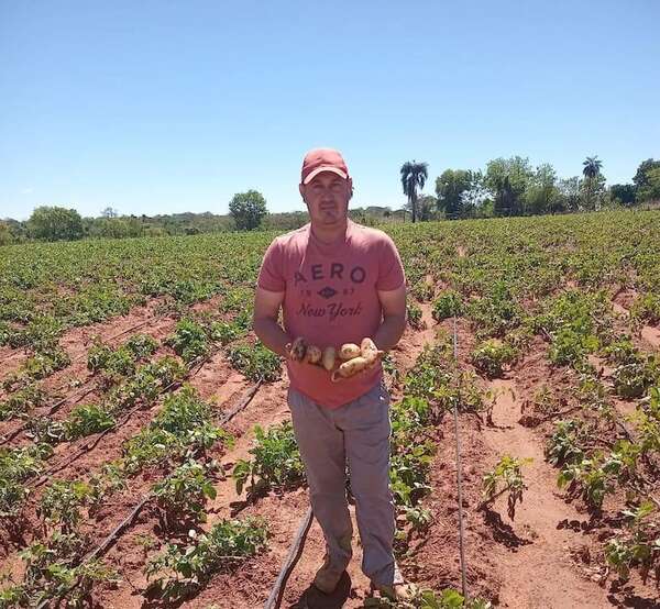 Gral. Caballero: Productores esperan precio justo para cosechar papa - Nacionales - ABC Color