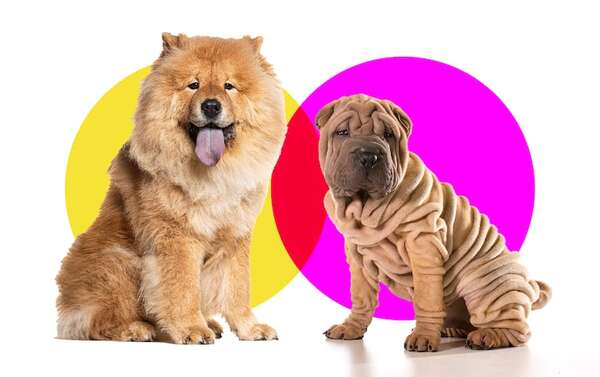 Más allá de su apariencia: la complejidad del cuidado del Chow Chow y el Shar Pei - Mascotas - ABC Color