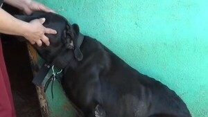 Vecino reaccionó violentamente y apuñaló a un perro por morder a su mascota