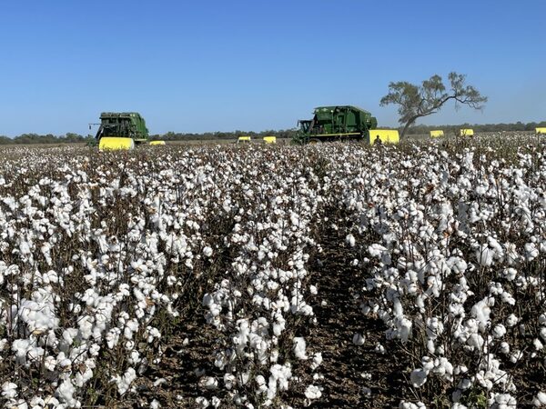 Cosecha de algodón en el Chaco: SENAVE refuerza controles para prevenir plagas
