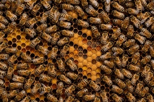 Enjambre de abejas causa pánico en Coronel Bogado