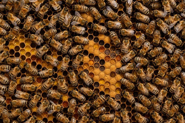Enjambre de abejas causa pánico en Coronel Bogado