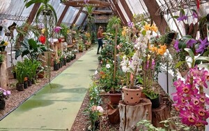 Yvoty Rape: es una feria anual de primavera en Caacupé