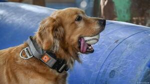Los perros pueden clasificar objetos nuevos según su función