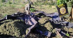 Diario HOY | Anulan casi 10 toneladas de marihuana durante operativo en Bella Vista Norte