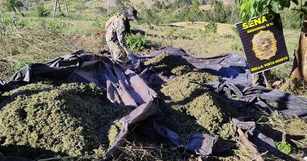 Diario HOY | Anulan casi 10 toneladas de marihuana durante operativo en Bella Vista Norte