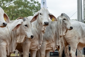 Genética, calidad y alta demanda: Brahman cerró el año con “muy buenas” ventas y competencias