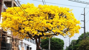 Flores amarillas La naturaleza tiñe a las flores en el tono de la primavera