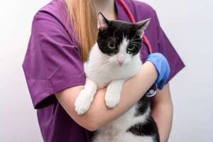 Cistitis felina: el dolor oculto detrás del comportamiento de tu gato - Mascotas - ABC Color