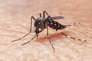 Drones e inteligencia artificial se suman a la lucha contra el dengue