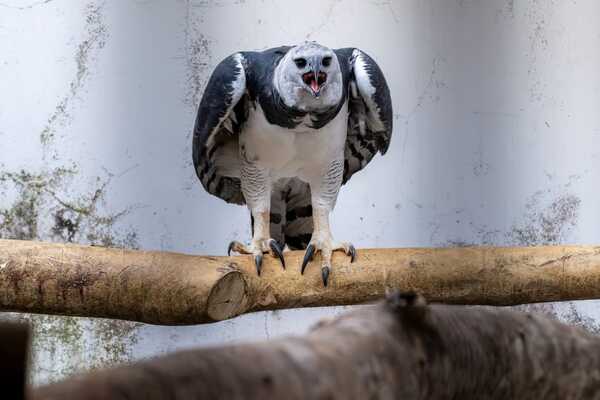 Dos majestuosas águilas harpías llegan a Tekotopa tras 25 años sin registros en Paraguay - ADN Digital