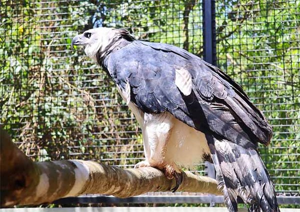 Tekotopa Centro Ambiental de Itaipú recibe a dos ejemplares de águilas harpías | DIARIO PRIMERA PLANA
