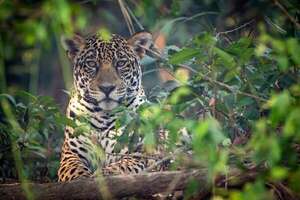 El Biofestival propone celebrar y proteger la vida silvestre y el ecoturismo en el Pantanal paraguayo - Cultura - ABC Color