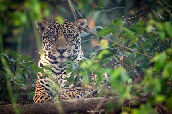 El Biofestival propone celebrar y proteger la vida silvestre y el ecoturismo en el Pantanal paraguayo - Cultura - ABC Color