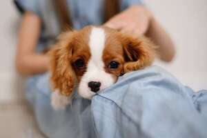 Enfermedad de Addison en caninos: claves para reconocer y tratar esta traicionera dolencia - Mascotas - ABC Color