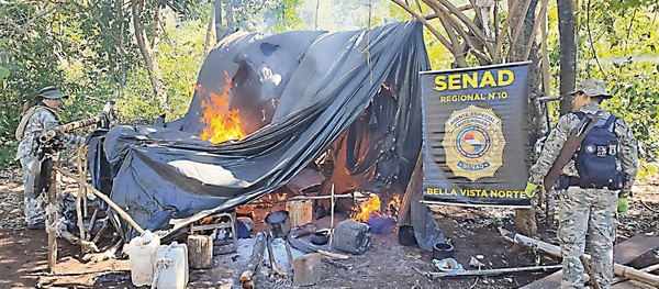 Senad destruye 10 toneladas de marihuana en Amambay