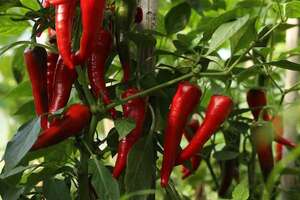 Paraguay pone “picante” al comercio: inaugurarán primera planta de ají y prevén exportaciones a EE.UU. - Economía - ABC Color