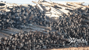 Reportan aumento del 76% en la exportación de madera aserrada | Unicanal