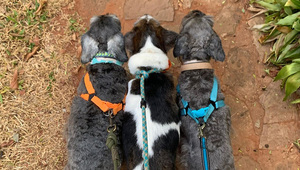 Pasea con Pitu: el emprendimiento paraguayo transformó la rutina y la calidad de vida de las mascotas en Asunción