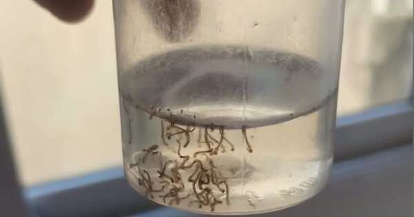 La Nación / Drones e inteligencia artificial se suman a la lucha contra el dengue