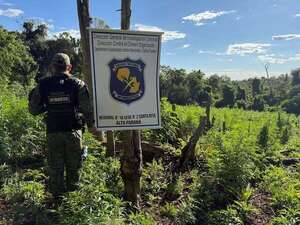 Eliminan seis hectáreas de marihuana en etapa de crecimiento en Alto Paraná  - ABC en el Este - ABC Color