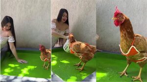 Popular / (VIDEO) ¡Novaseo! La gallina de Laurys Dyva tiene bikini y piscina propia