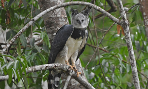 El Centro Ambiental Tekotopa recibe dos ejemplares de águilas arpías del Brasil - OviedoPress