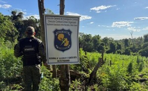 Destruyen seis hectáreas de marihuana en Ñacunday