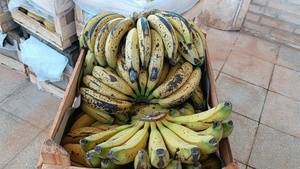 SENAVE decomisa bananas de producción nacional en Concepción - Concepción al Día