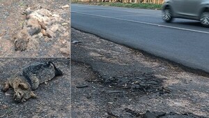Masivos arrollamientos: Alta mortandad de animales preocupa a usuarios del Parque Guasu