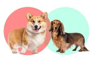 Corgi vs dachshund: dos perros de patas cortas con personalidades muy distintas - Mascotas - ABC Color