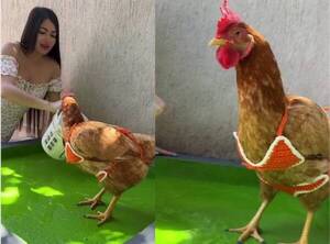 ¡Novaseo! ¡Laurys le mandó hacer para su piscinita y para su bikini a Hortensia!
